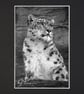 CJ224 - Snow leopard - Image 2