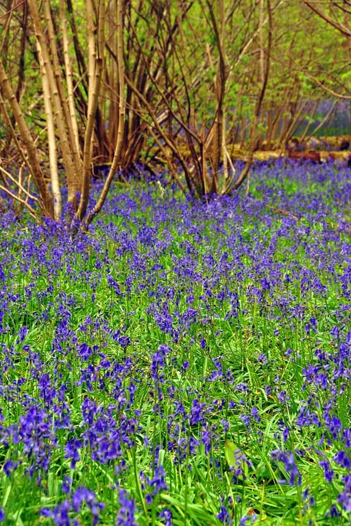 Bluebell Woods Spring Flowers Basildon Park Photograph Print