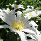 White Anemone in Flower -Photographic Print