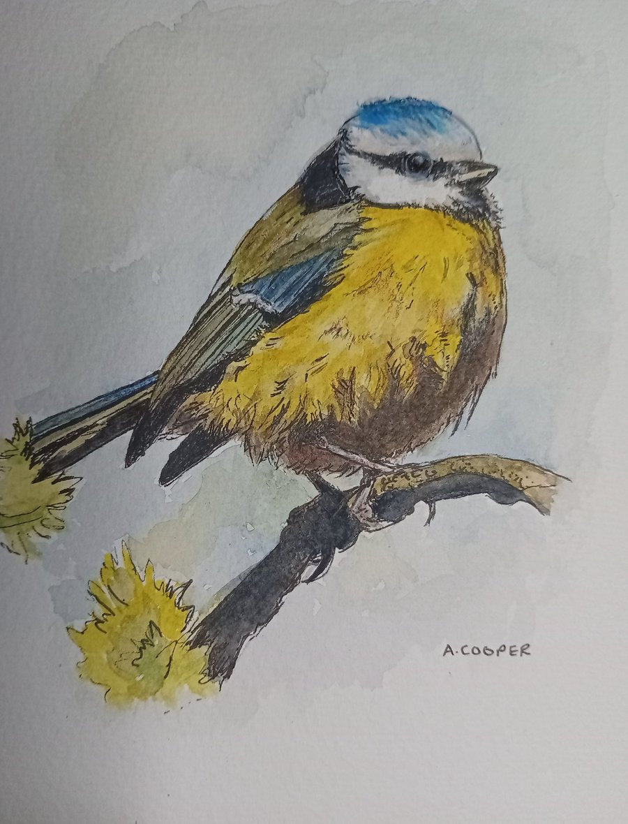 , LITTLE BLUETIT,  An original watercolour and fine liner ,PRINT, 