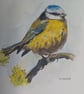 , LITTLE BLUETIT,  An original watercolour and fine liner ,PRINT, 