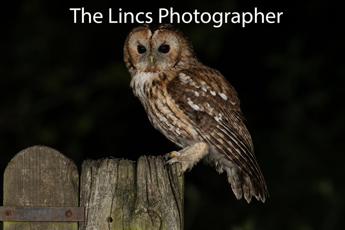 Tawny Owl print (Limited edition of 10)