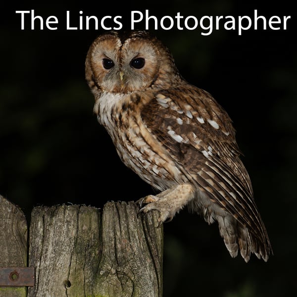 Tawny Owl print (Limited edition of 10)