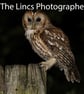 Tawny Owl print (Limited edition of 10)