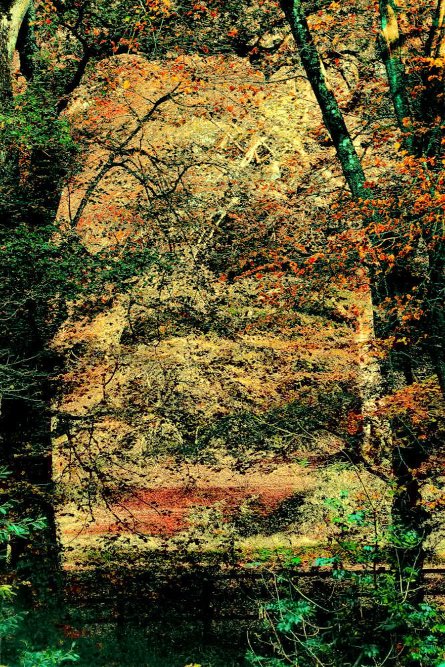 Autumn Print, Tree's Woodland, Yeovil, Somerset Picture