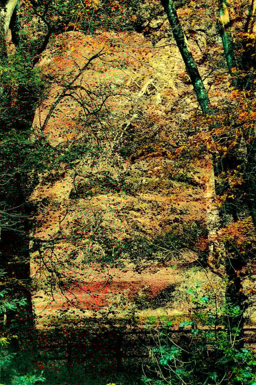 Autumn Print, Tree's Woodland, Yeovil, Somerset Picture