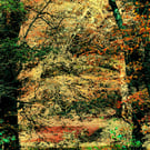 Autumn Print, Tree's Woodland, Yeovil, Somerset Picture