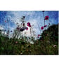 Spring Blooms Archival Photo Print 8 x 10inch in 10 x 12 mount - Image 4