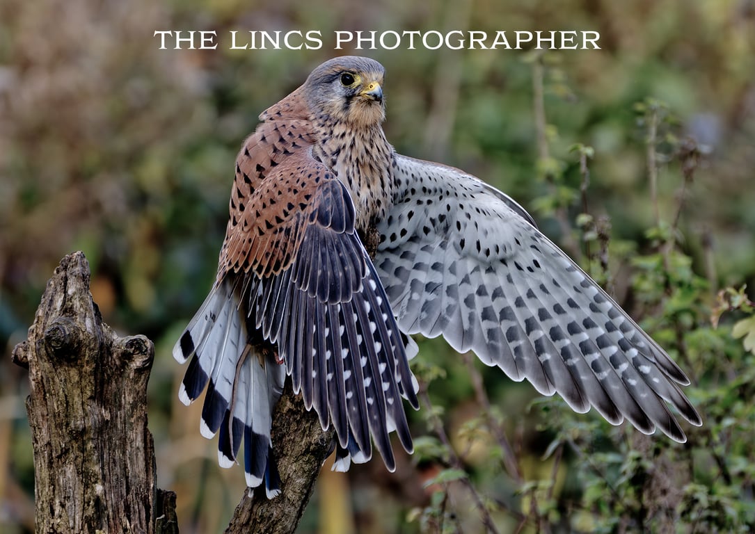 Kestrel print (Limited edition of 10)
