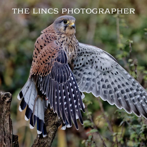 Kestrel print (Limited edition of 10)