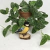  Great tit needle felted collectable model bird 