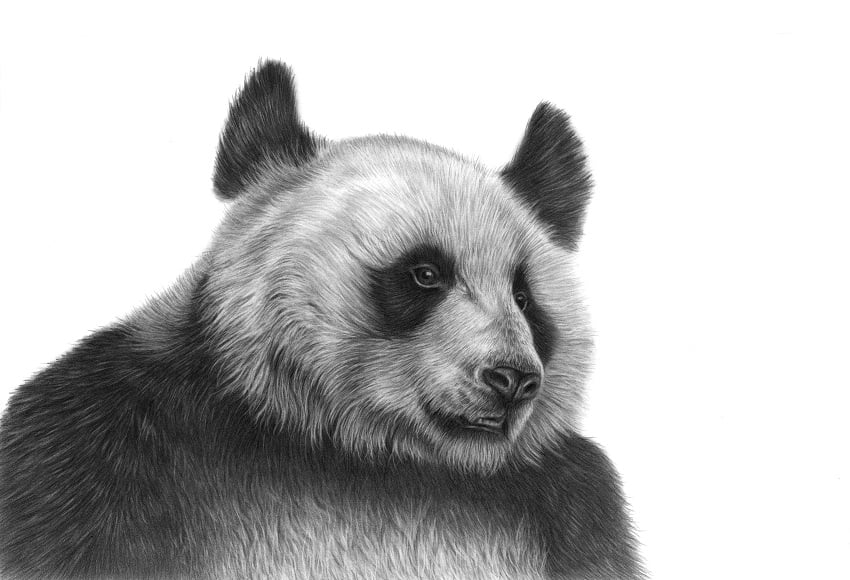 Drawing of a Giant Panda