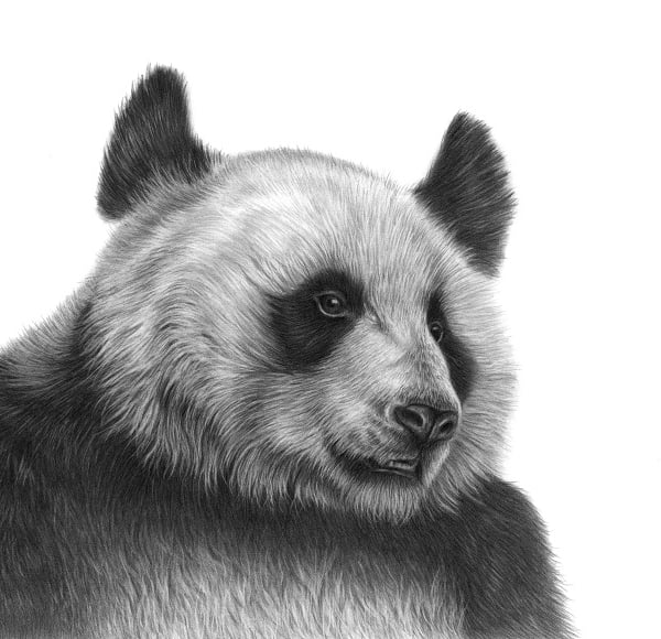 Drawing of a Giant Panda