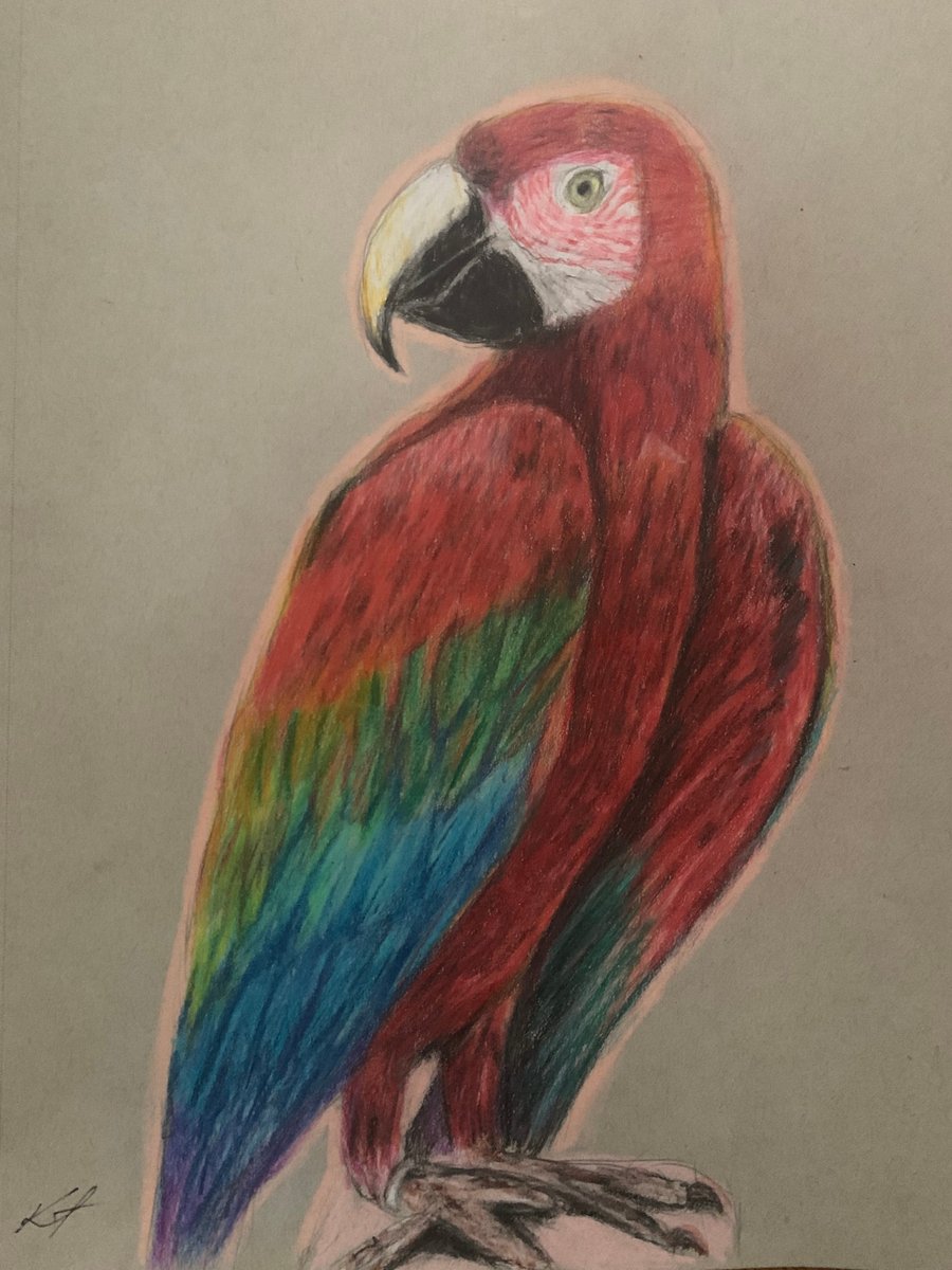 Custom Personalised Pet Portrait Colour Pencil Drawing, size 9 x 12 inches