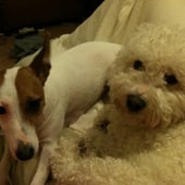 Misty Makes, Toby Creates