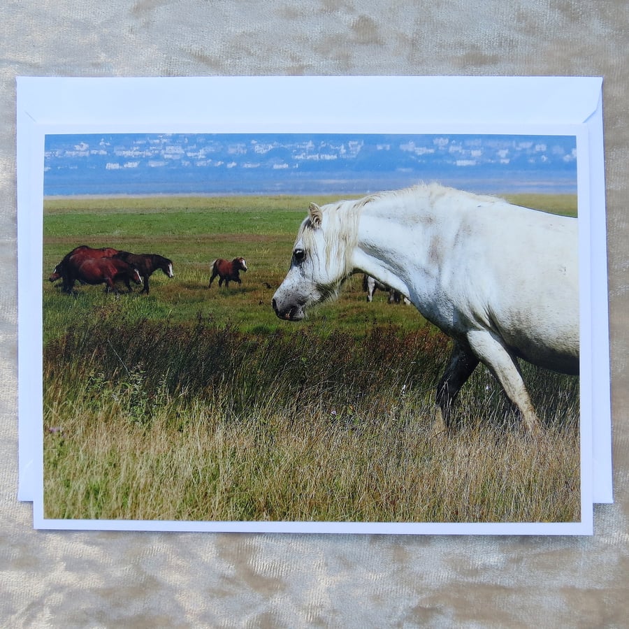 Wild Horses.  A card featuring an original photograph.  Blank inside.