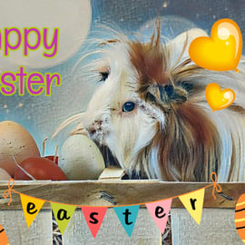 Happy Easter Guinea Pig Card A5 