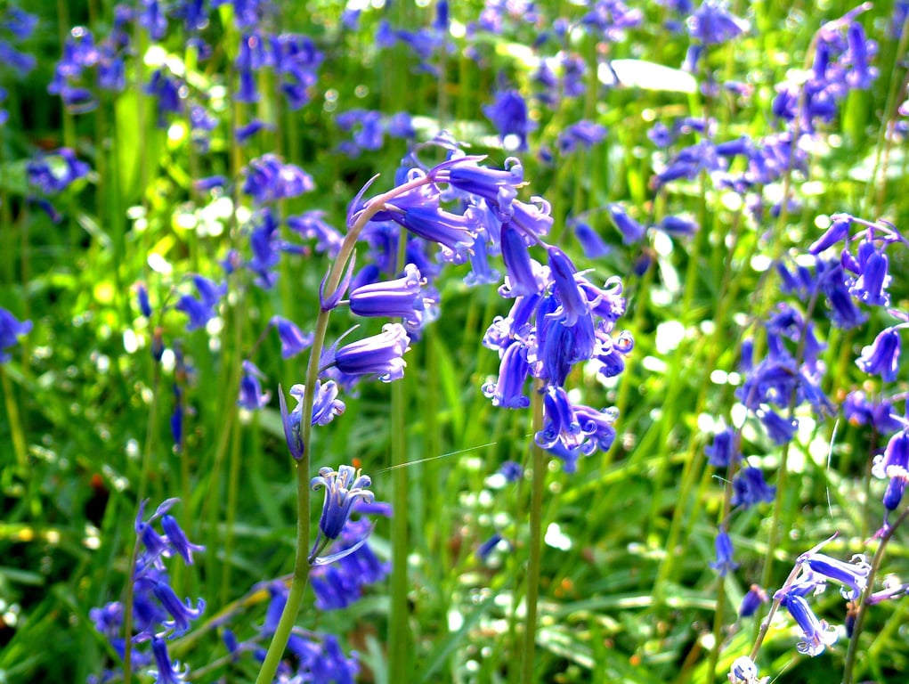 Bluebells in the Forest of dean Gloucestershire. Greeting cards