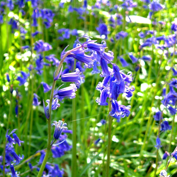 Blue bells in the forest