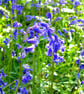 Blue bells in the forest