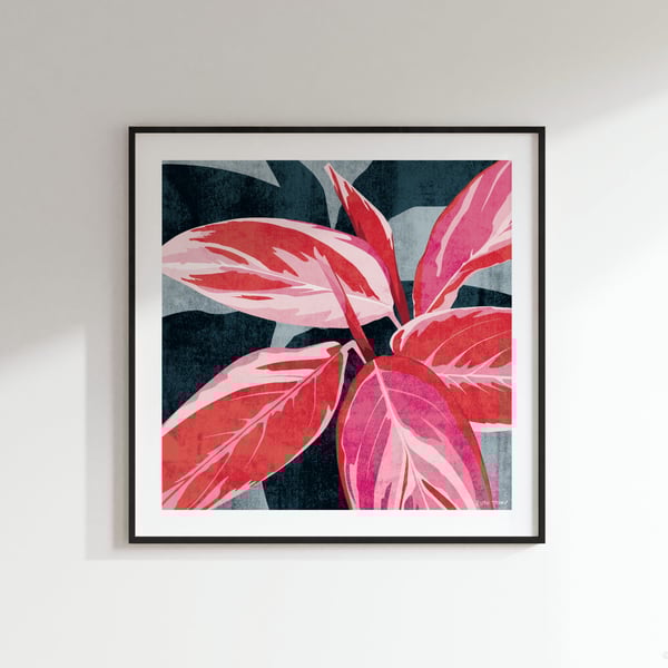 Stromanthe triostar Stromanthe sanguinea Botanical Square Art Print