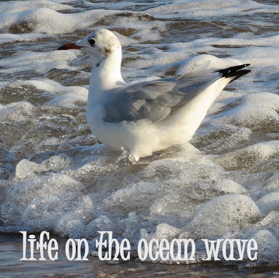 Life on the ocean wave.  A card featuring an original photograph.