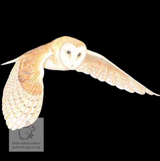 Flying Owl - Blank Card