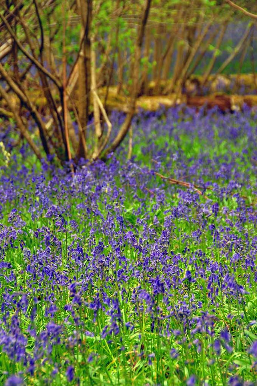 Bluebell Woods Spring Flowers Basildon Park Photograph Print