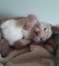 Sleepy Bunny, dotpebblesknits design - Image 8