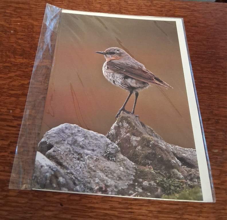 PACK OF 8 BIRD BLANK GREETINGS CARDS