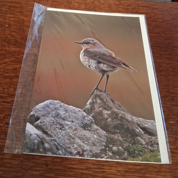 PACK OF 8 BIRD BLANK GREETINGS CARDS