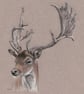 Deer Stag Original Coloured Pencil Drawing - Image 2