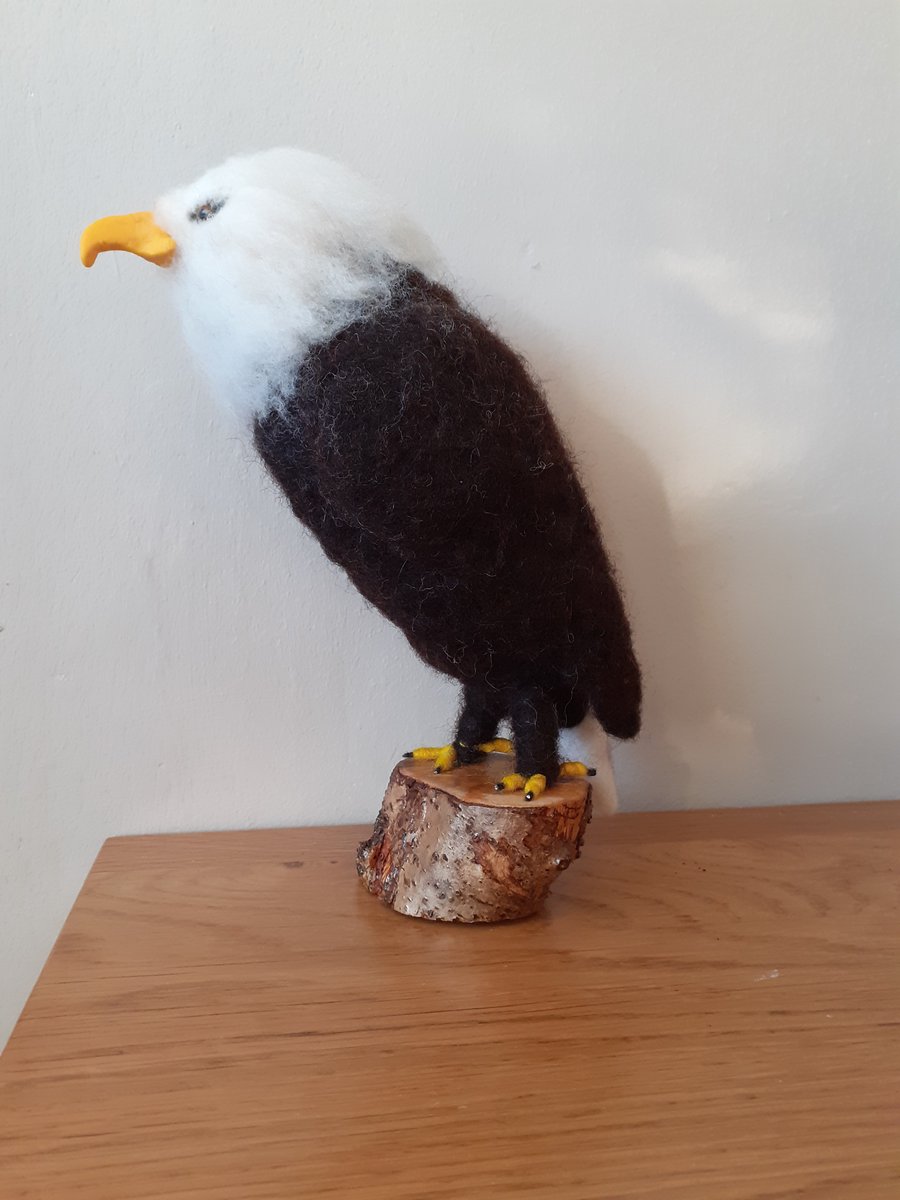 American Bald Eagle 