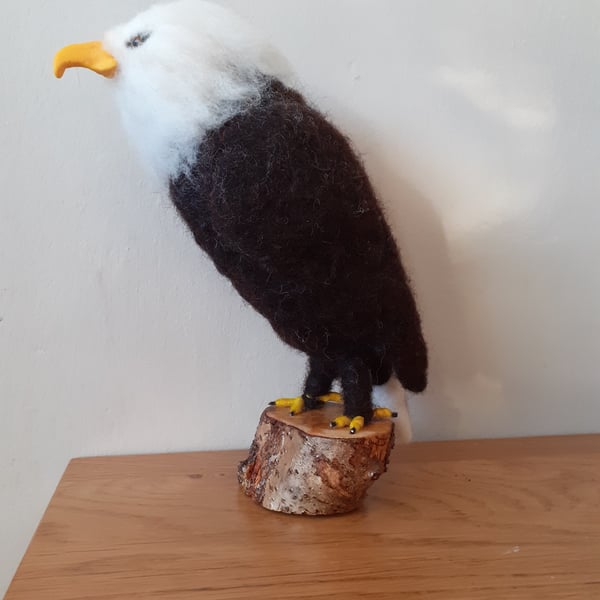 American Bald Eagle 