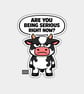 Funny Snarky Vinyl Sticker For Adults - Grumpy Cow