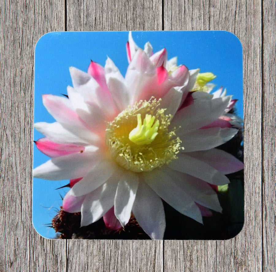 Seconds Sale. End of line product. Coasters. Cactus flower in Lanzarote.
