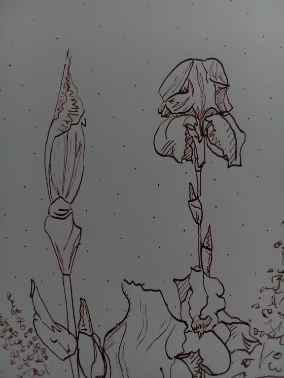 Original dip pen drawing, Iris Patch, A5