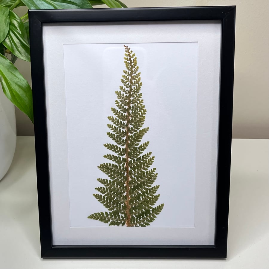 Perfectly Imperfect Real Pressed Fern Framed Art