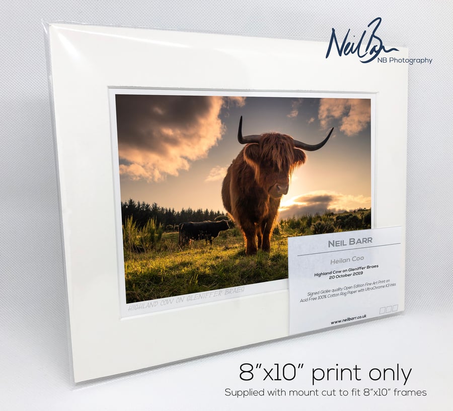 Highland CowCoo Scotland - A5 (10" x 8") Unframed Print
