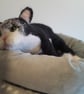 Tuxedo Kitten, Dotpebblesknits Design - Image 3