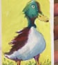 Aceo Duck, Original Watercolour, Size 3.5 x 2.5 inches,  Miniature Art - Image 2