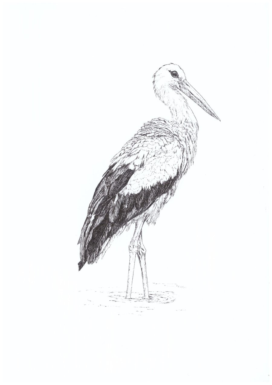 A4 PRINT of a Stork in Pen and Ink