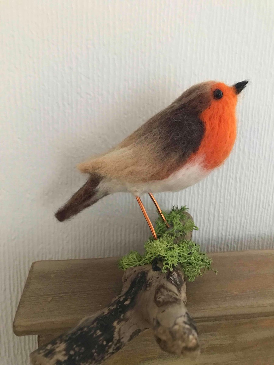 Robin on a driftwood branch 