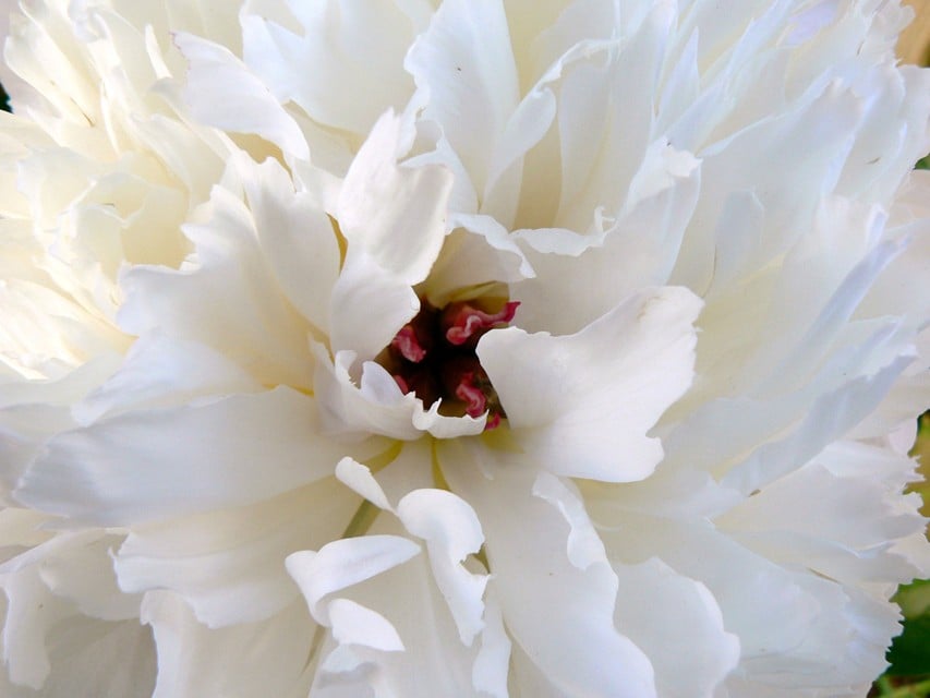 Peony