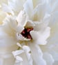 Peony - Image 1