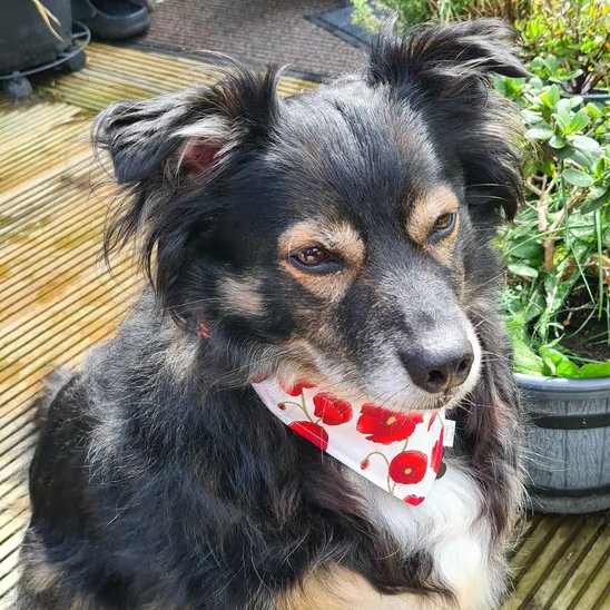 Scrunchie Dog and Cat Bandana - "Poppy Paws", 100% Cotton, Stylish Pet Accessory