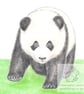 Giant Panda - Blank Card - Image 1