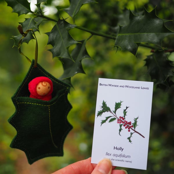 Holly leaf baby