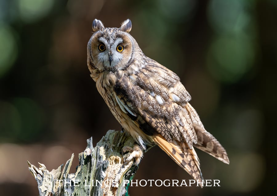 Long Eared Owl print (Limited edition of 10)