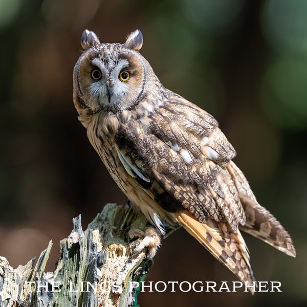 Long Eared Owl print (Limited edition of 10)